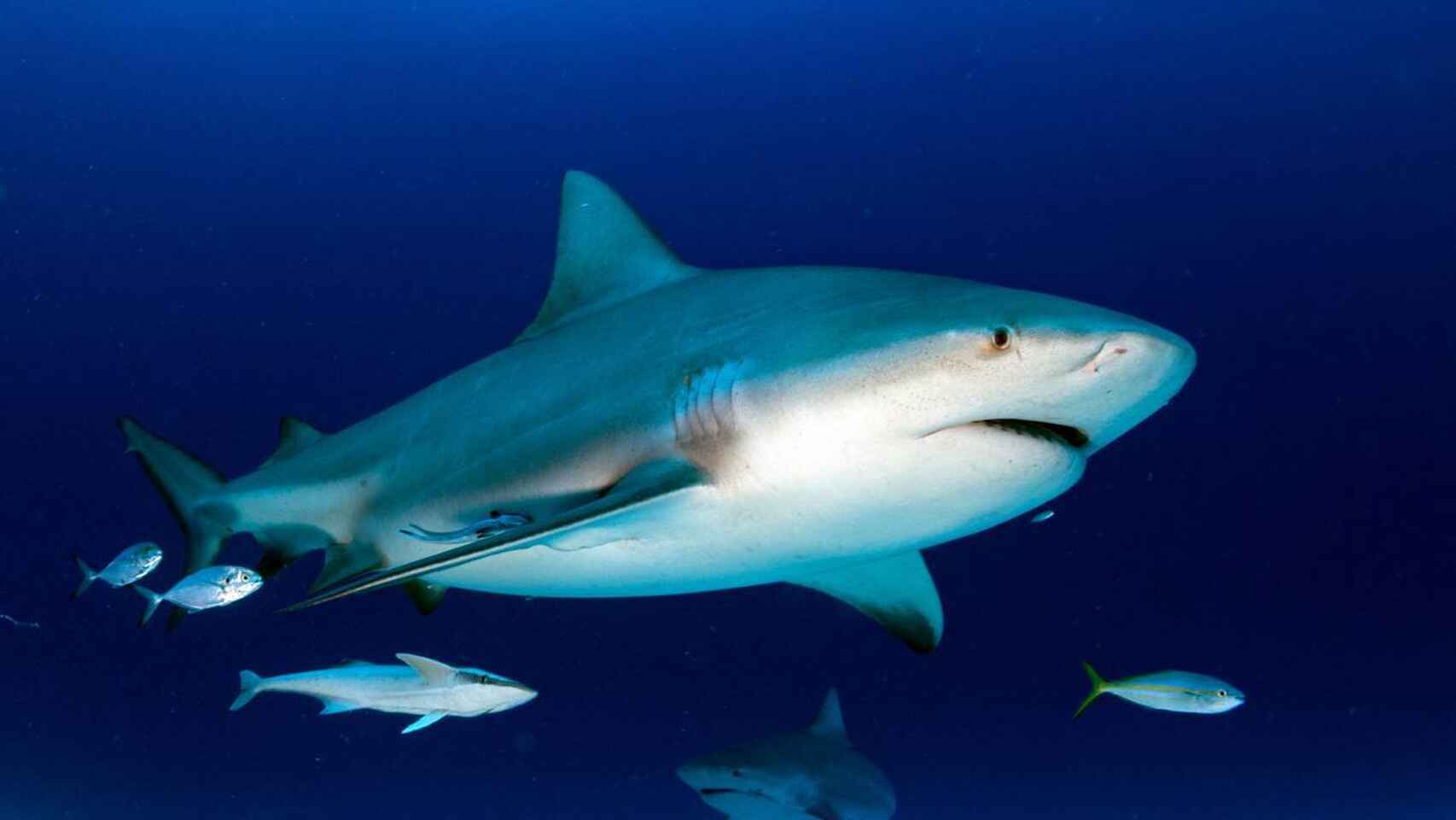 Tibu Rones Tiburones obligan a cerrar playas en Nueva York | 10Noticias.com.do